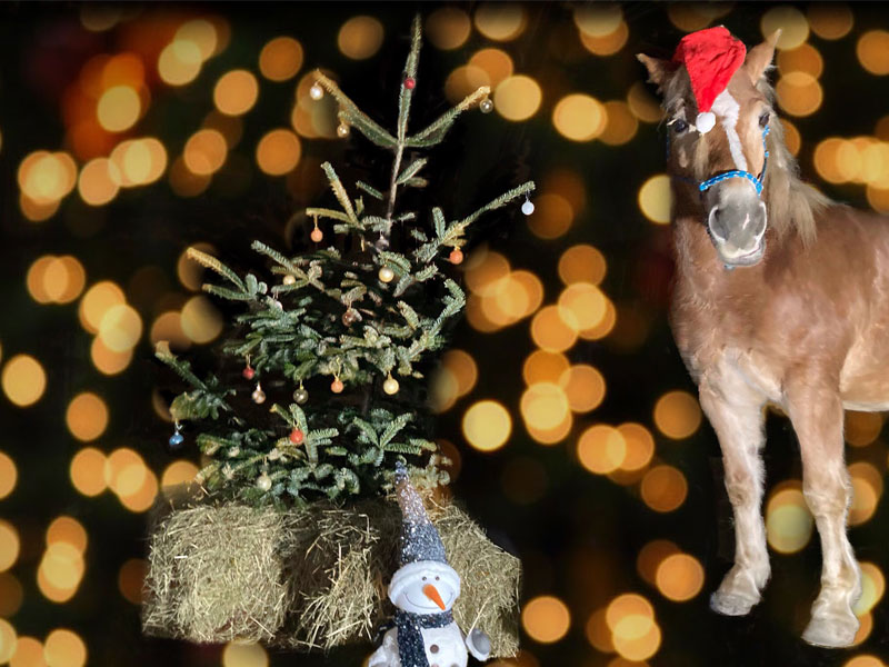 Arturo  mit Christbaum