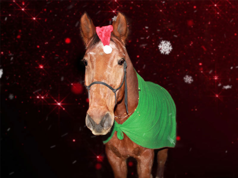 Ramiro im Weihnachtsoutfit