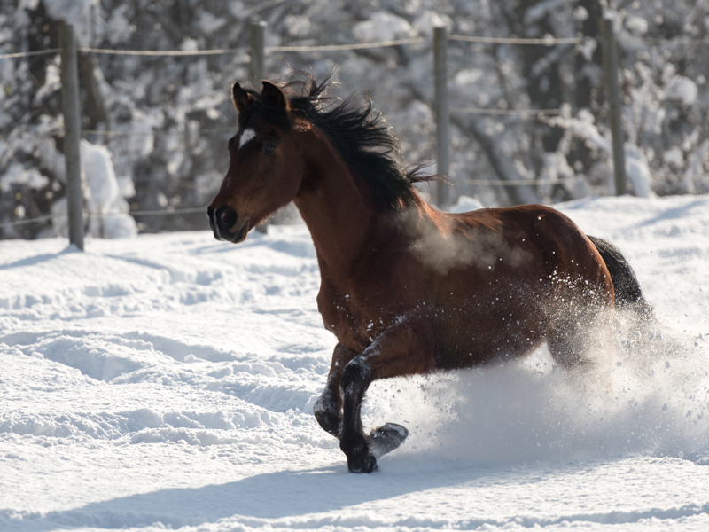 Waros im Schnee